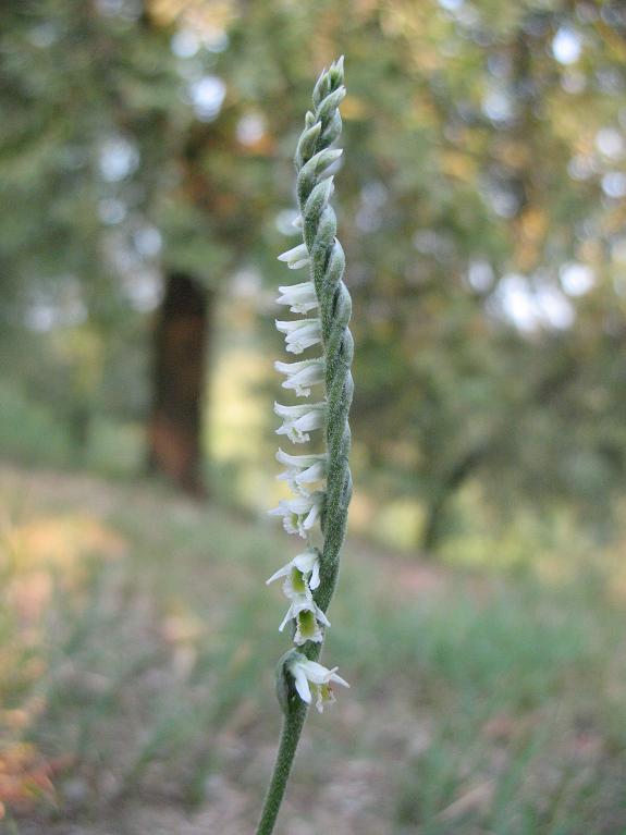 Spiranthes spiralis - (L.)  Chevall.